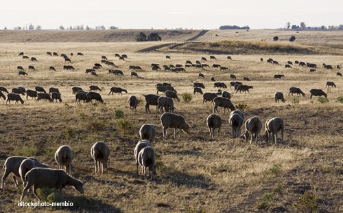 Programa de Apoio à Redução da Carga Combustível Através do Pastoreio - Apresentação