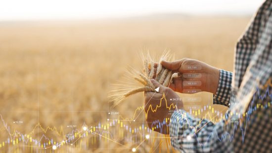 Boletim Mensal da Agricultura e Pescas | Agosto de 2025