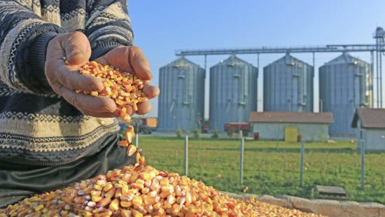 Boletim Mensal da Agricultura e Pescas | Setembro de 2025