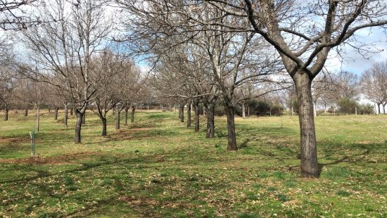 Inscrições Abertas | Seminário "Gestão Sustentável dos Soutos: Como Melhorar a Gestão da Água e a Produtividade da Castanha"
